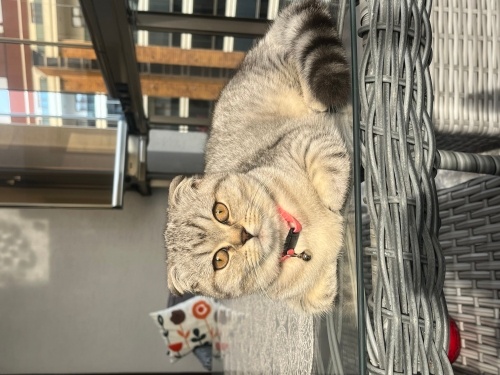 4 Aylık Yavru eşyaları ile sahiplendirilecektir fotoğraf