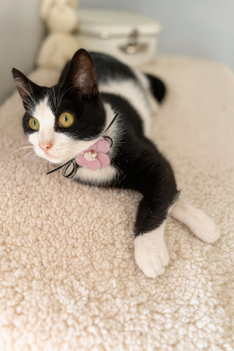 RİVA YUVA ARIYOR fotoğraf