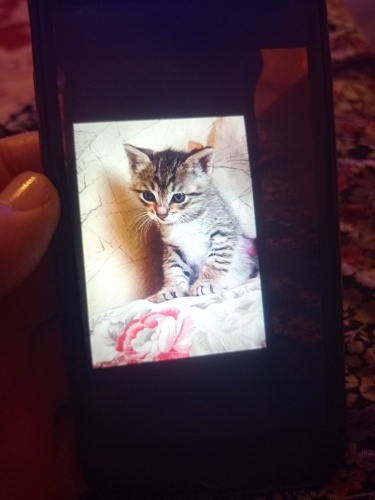 Ücretsiz sahiplendirme fotoğraf