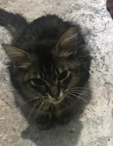 Sokağa gidecek bu cana yuva arıyoruz🙏🏻 fotoğraf