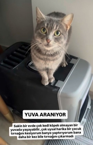 YAKLAŞIK 7-8 AYLIK BRİTİSH SORTHAİR fotoğraf