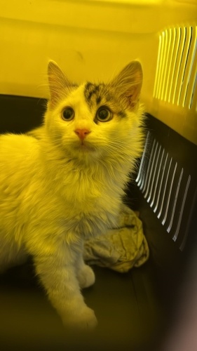 PUKİ VE PİKİ YUVA ARIYOR fotoğraf