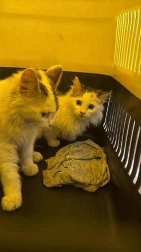 PİKİ VE PUKİ YUVA ARIYOR fotoğraf