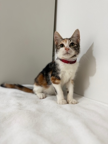 KİKİ YUVA ARIYOR fotoğraf