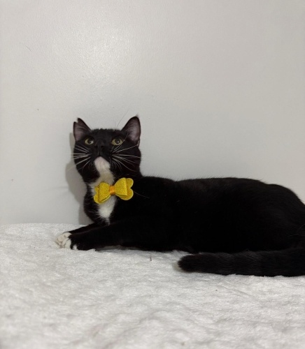 MİA YUVA ARIYOR fotoğraf