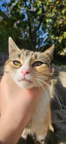 Tatlı mı tatlı patik tel:0545 806 86 49 fotoğraf