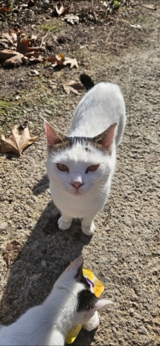 Sokağın en tatlı misafiri tel:0545 806 86 49 fotoğraf