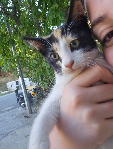 Sevgi arayan sokak yüreği tel:0545 806 86 49 fotoğraf