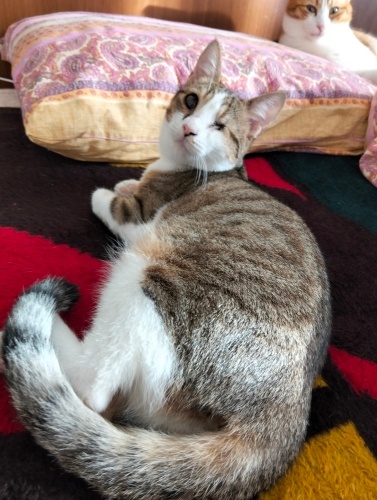 Tek gözlü güzellik fotoğraf