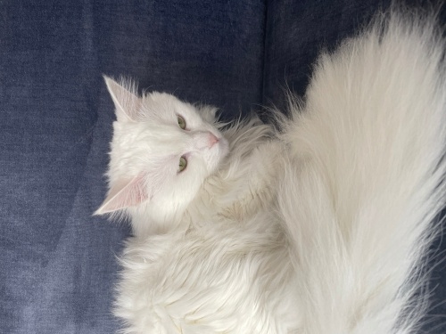 Pamuk kızımız uslu ve ürkek fotoğraf