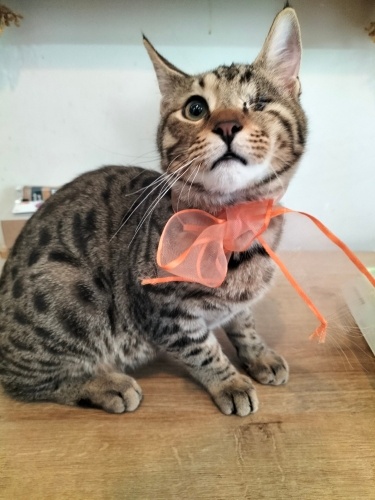 Oyuncu, mırmır, uyumlu oğlana yuva arıyoruz.❤️ fotoğraf