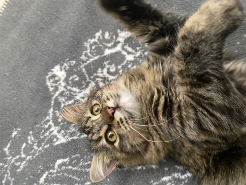 Prenses Yuva Arıyor fotoğraf