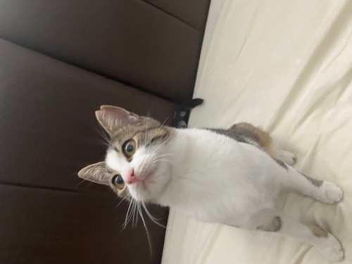 Kucak Delisi Bodi Yuva Arıyor fotoğraf