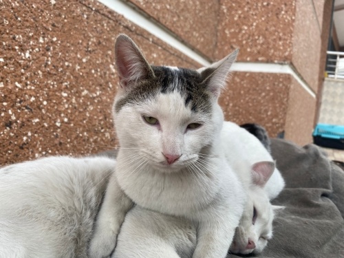 Gabriel Yuva Arıyor fotoğraf