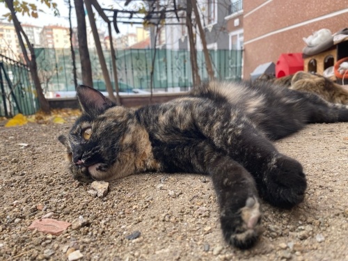 Şans Kedisi Yuva Arıyor fotoğraf