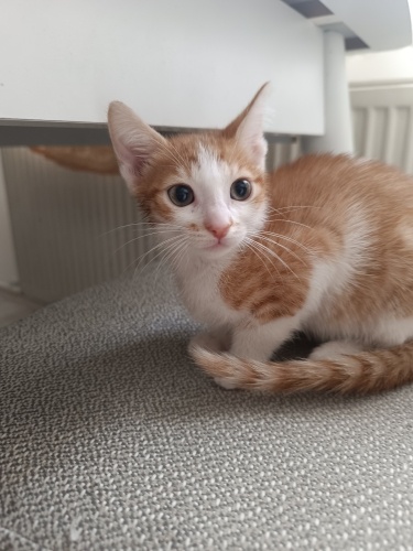 pamuk yuva arıyor fotoğraf