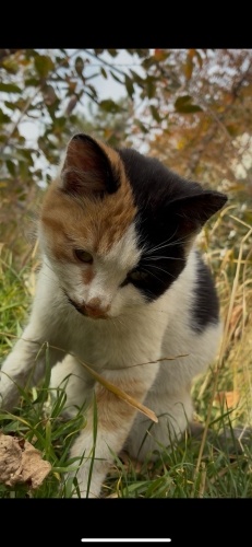 Kucak kedisi calico, 2 gün sonra klinikten çıkacak, yuvası yok fotoğraf