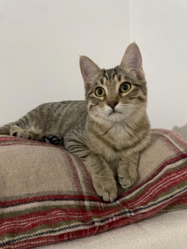 Güzel Oğlumuz Aliş'e Ömürlük Yuva Aranıyor fotoğraf