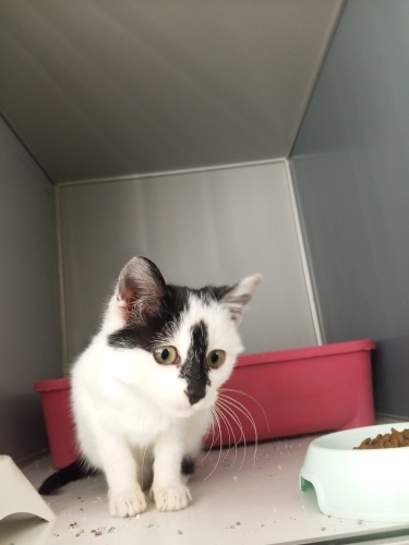 Acil sahiplendirme!! Veteriner de kafeste! fotoğraf