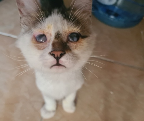 🌟 ACİL Bir Mucizenin Hikâyesi: Yakışıklı Leo’yu Sahiplenin ! ACİL🌟 fotoğraf