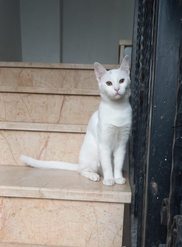 Van kedisi yavrusu Şirine yuvasını arıyor fotoğraf