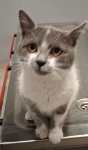 MİKO İÇŞN ACİL YUVA fotoğraf