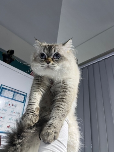 British long hair çok uslu bir çocuk fotoğraf