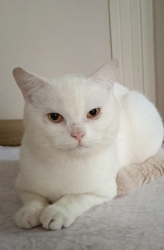 Cansever bir yuva arıyor fotoğraf