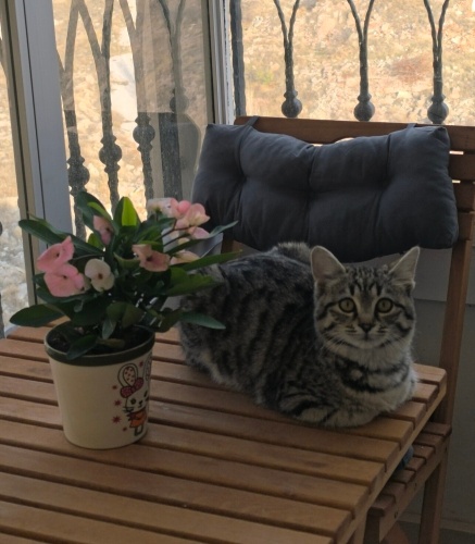 7 Aylık Yavru Kedi fotoğraf