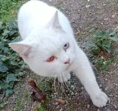 Ücretsiz sahiplendirme fotoğraf