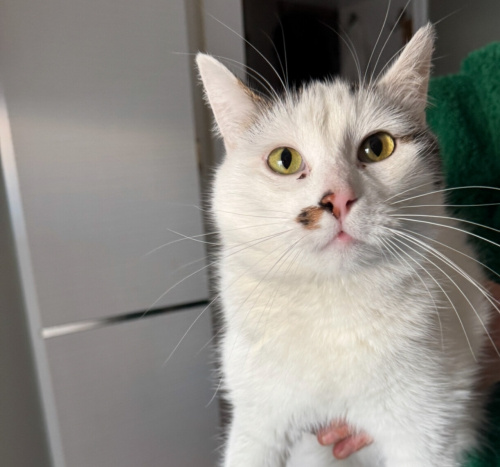 8 Aylık Erkek Kısır Isırma tırnaklama huyu yoktur çok sakin ve uysal temaslı fotoğraf