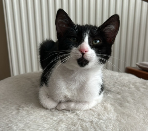 3 Aylık Ponçik kızı sokağa gitmesin çok tatlı 🩷 fotoğraf