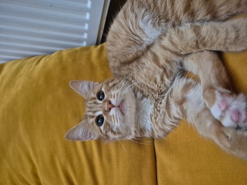 Bu bebeğe yuva arıyoruz fotoğraf