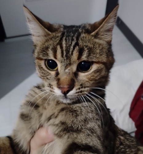 Tedavi Edilen Tekir Yavru Yuva Arıyor fotoğraf