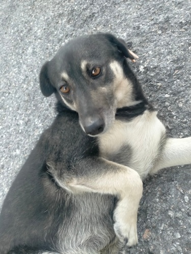 Sokak köpeği , annesi ve kendisi yaşıyorlardı annesini alıp gittiler kendiskaldı fotoğraf