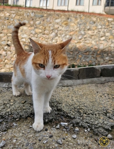 Mavi gözlü kedi tel:0545 806 86 49 fotoğraf