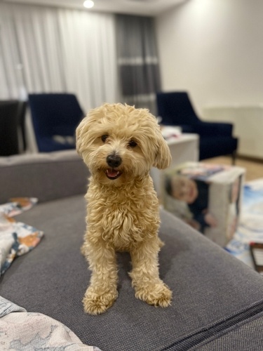 Maltipoo 2 yaşında fotoğraf