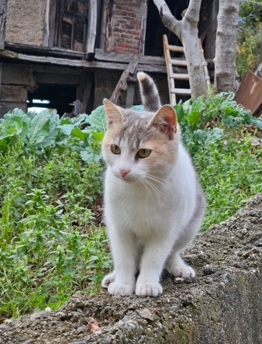 5 aylık sevimli yavru tel:0545 806 86 49 fotoğraf