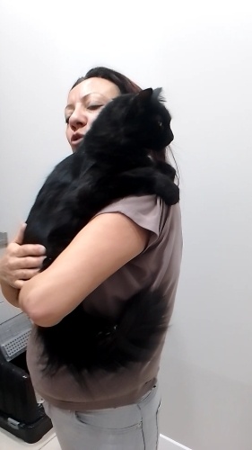 8-9 aylık, kısır, erkek, uzun tüylü, ücretsiz fotoğraf