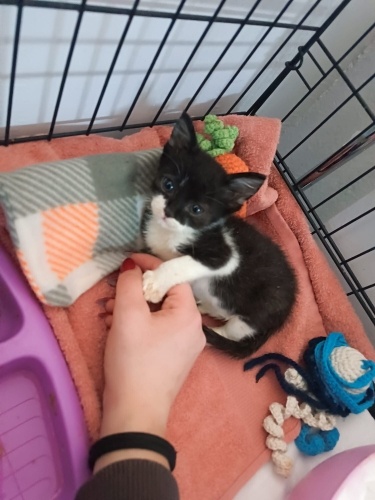 Bebek kedi, ele alışık, smokin fotoğraf