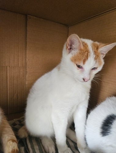 Sütten yeni kesilmiş kediş tel:0545 806 86 49 fotoğraf