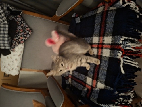 Oyuncu ve tatlı fotoğraf