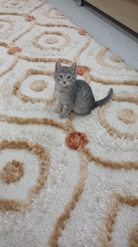 Oyuncu ve tatlı fotoğraf