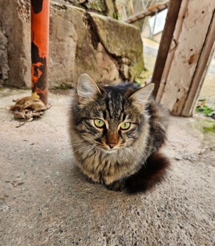 Tüyleri upuzun kediş tel:0545 806 86 49 fotoğraf