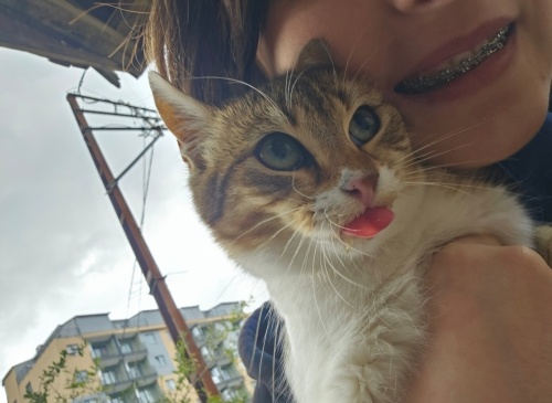 Güzel kedi Sofya tel:0545 806 86 49 fotoğraf