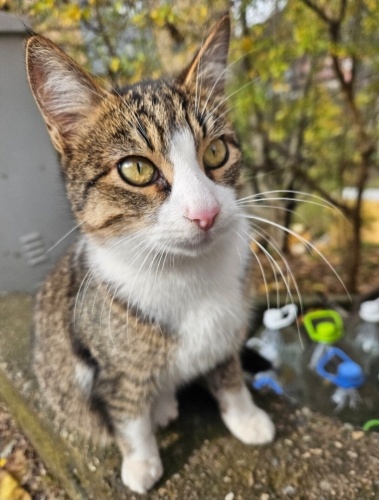 Ev kedisi badem tel:0545 806 86 49 fotoğraf