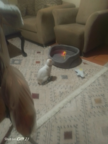 Hastayım bakicak durum yok fotoğraf