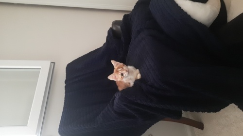 Kurtarılan ama tek gözlü kalan kedi fotoğraf