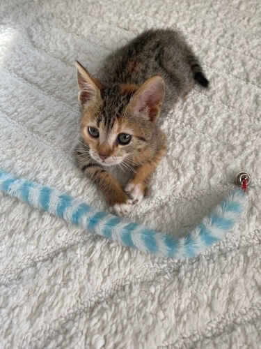 ACİL Yuva Arıyoruz! Çok Sevecen Cana Yakın Hemen Sahiplerine alışır fotoğraf