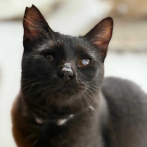 Kalbiyle gören kedi Jarovit fotoğraf